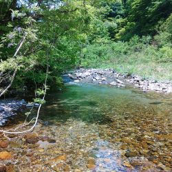 尺イワナ３本 ～九頭竜川水系～